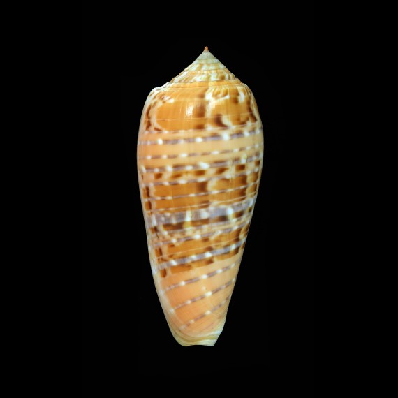 dusaveli 73,2mm