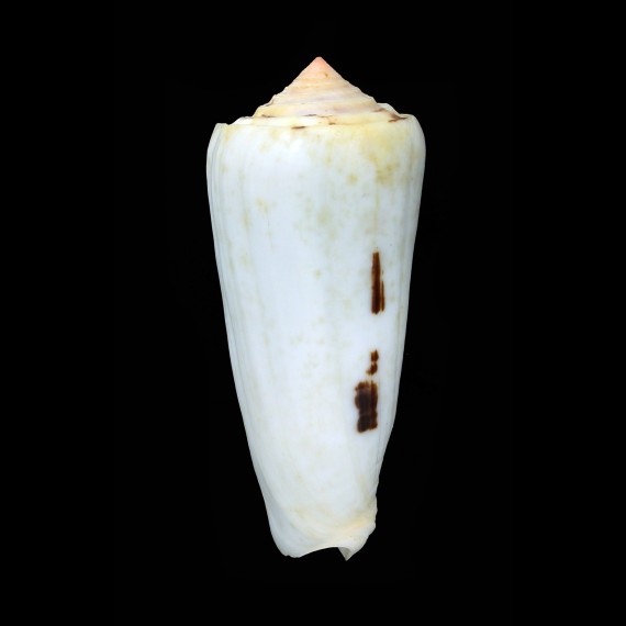 gubernator 90,4mm