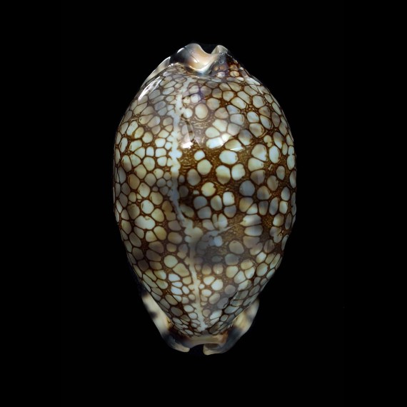 histrio 66,2mm