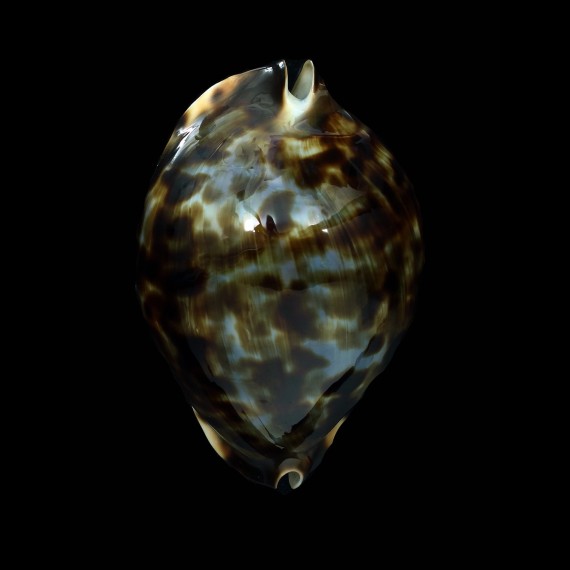 friendii vercoi 68,6mm
