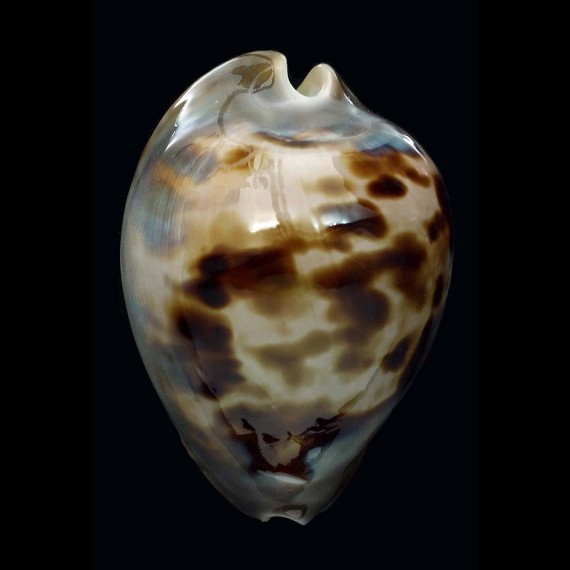 venusta roseopunctata 65,6mm SUPERB