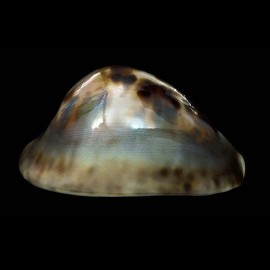 venusta roseopunctata 65,6mm SUPERB