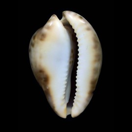 venusta roseopunctata 65,6mm SUPERB