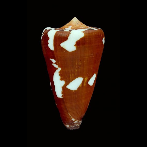 crocatus thailandis 63,0mm