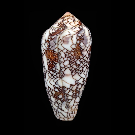 pennaceus praelatus 66,0mm