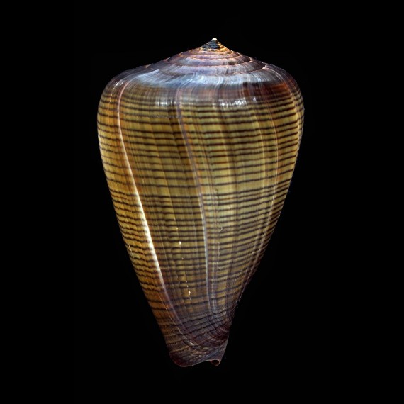 figulinus 78,2mm VANUATU