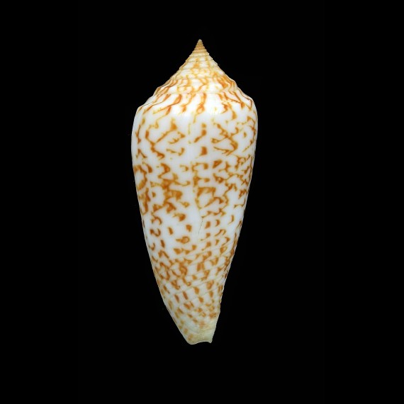 lienardi 47,1mm SUPERB