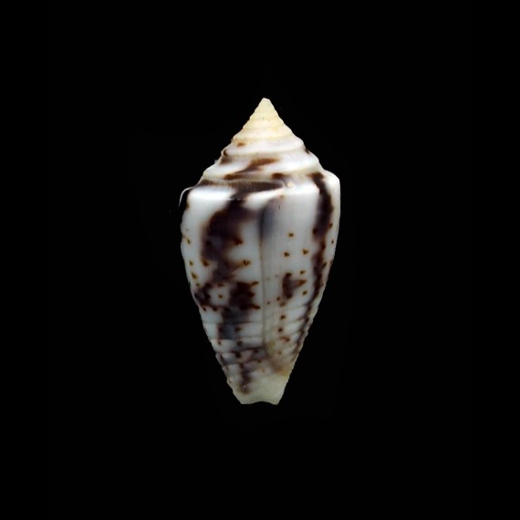 wendrosi 17,1mm