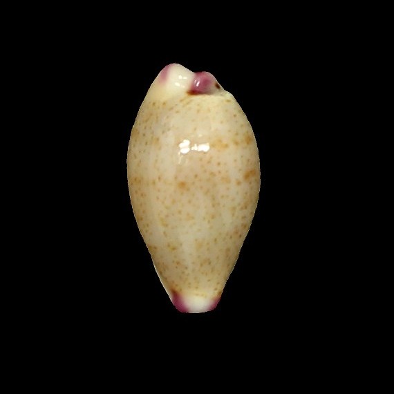 microdon chrysalis