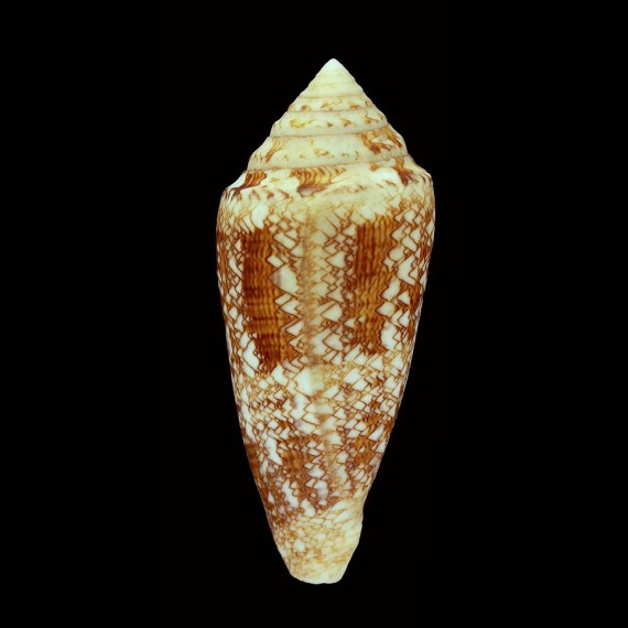 telatus 83,7mm GIANT