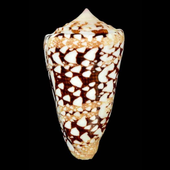 ammiralis