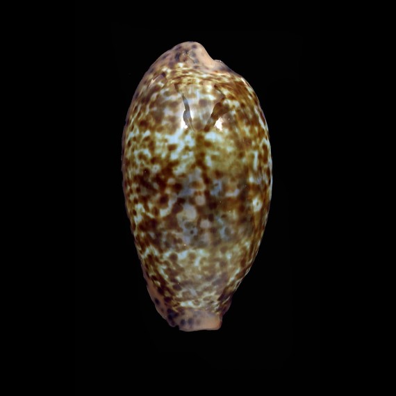 annettae 43,4mm