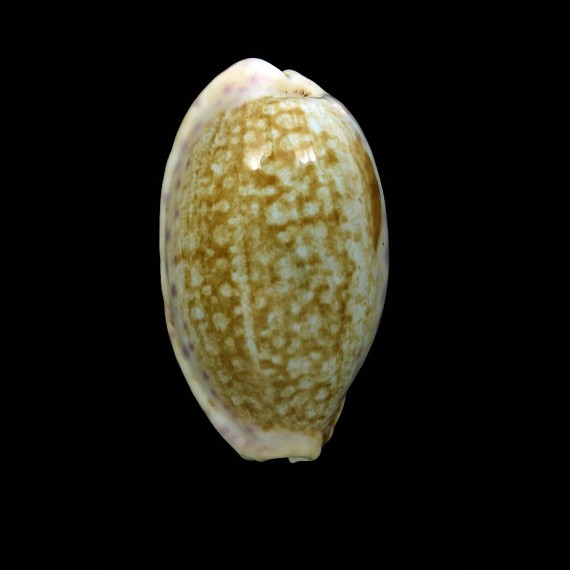 chinensis 52,0mm BIG