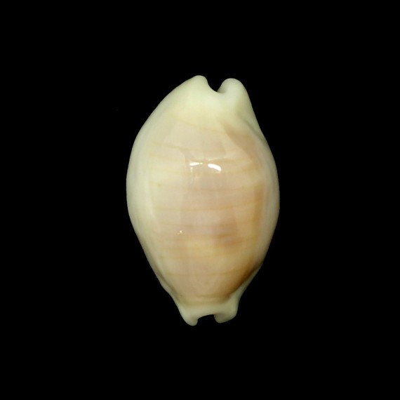 clandestina rostrate