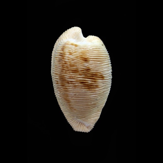 capensis 29,0mm