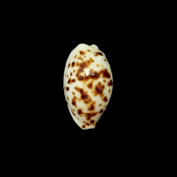 punctata