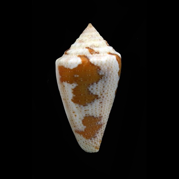 dominicanus 33,8mm