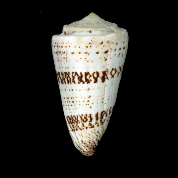 araneosus nicobaricus 110,0mm GIANT