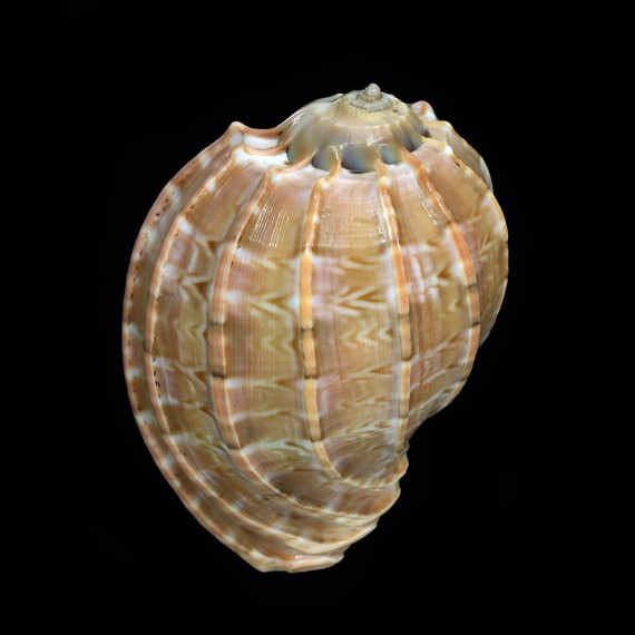 harpa davidis 66,3mm