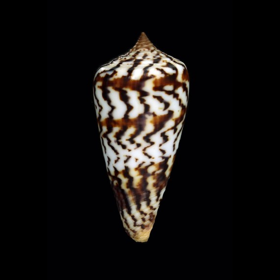 janus 63,0mm