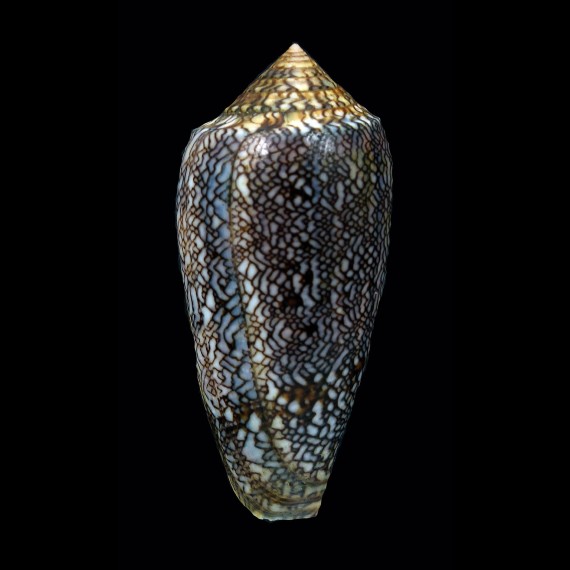 textile SP 62,0mm