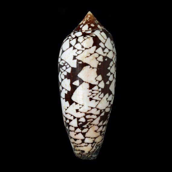 aulicus 118,2mm