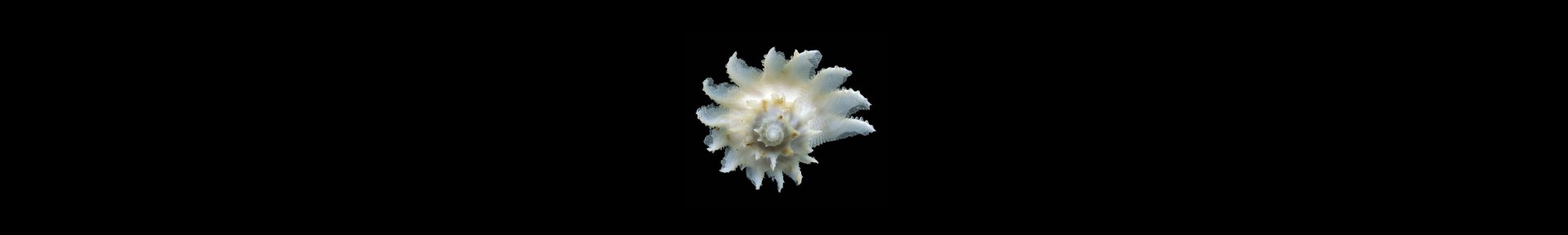 Coralliophilidae