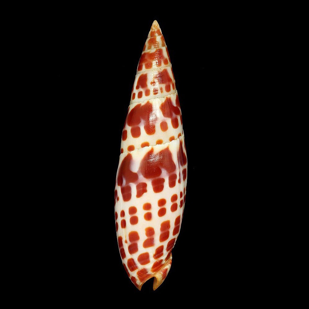 Mitridae