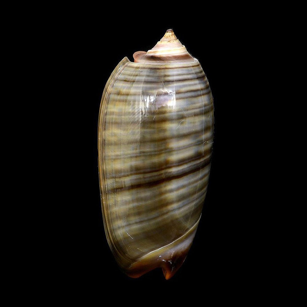 Olividae