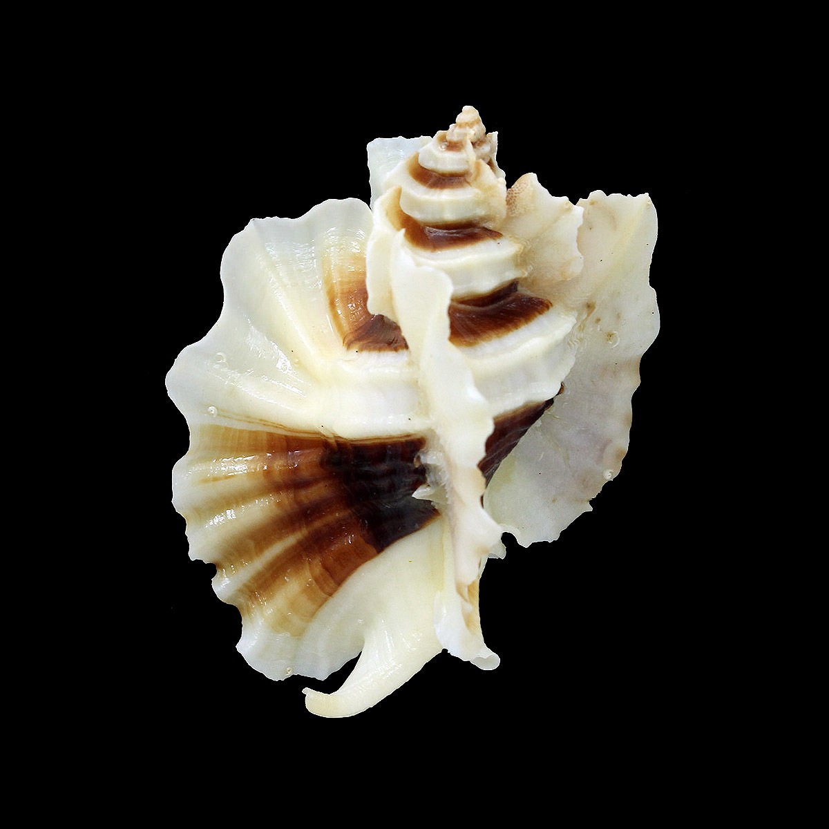 Muricidae