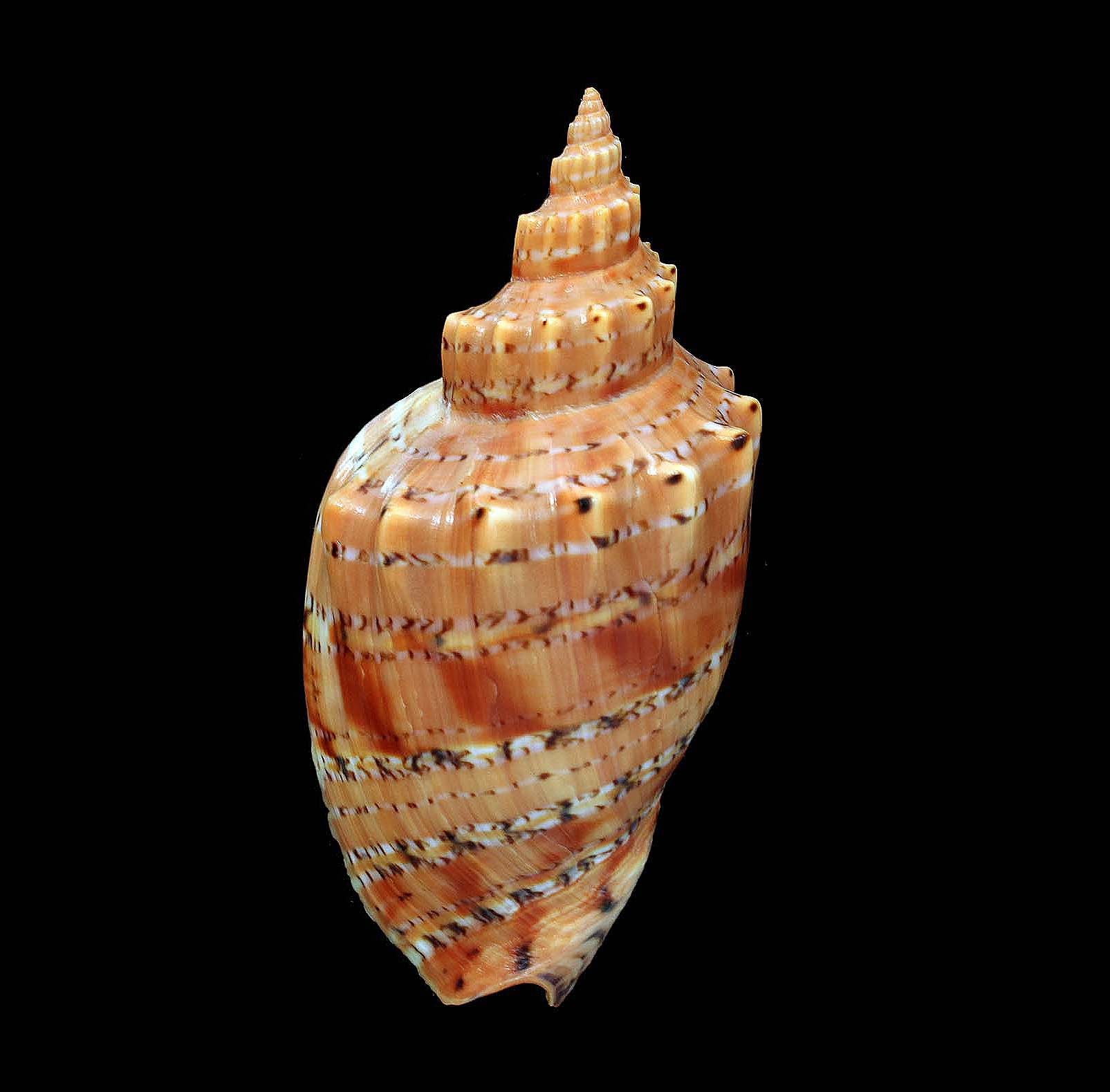 Volutidae