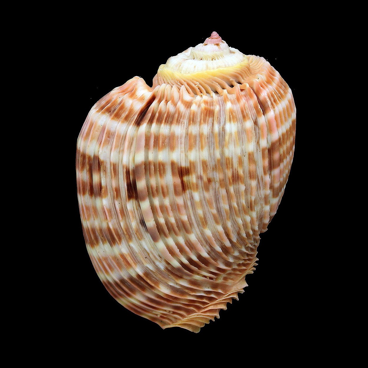 Harpidae