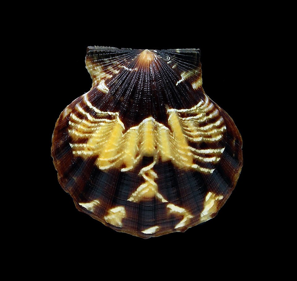 Pecten