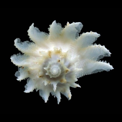 Coralliophilidae